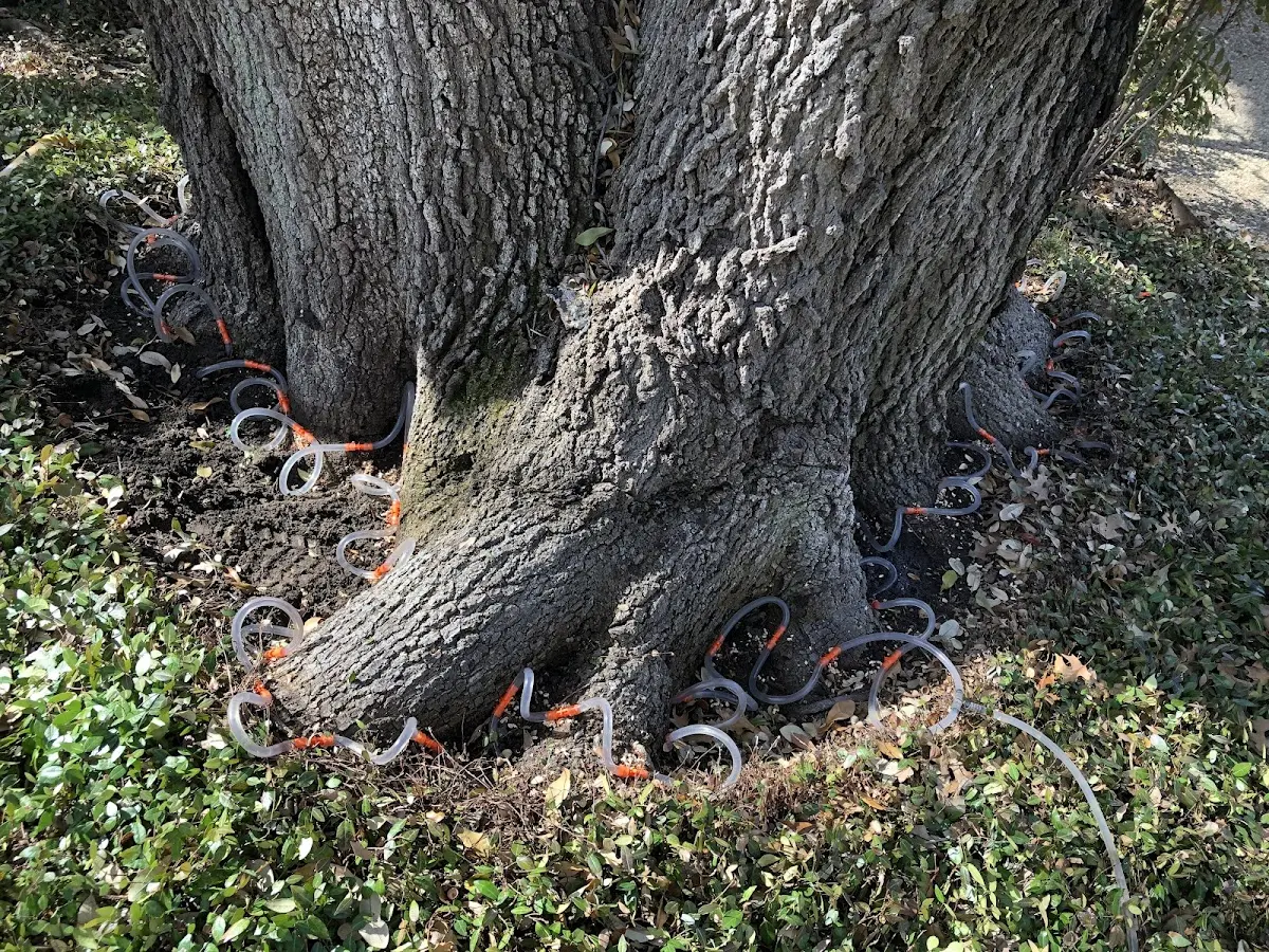 Detailed Tree Cabling and Bracing job site in Duncanville
