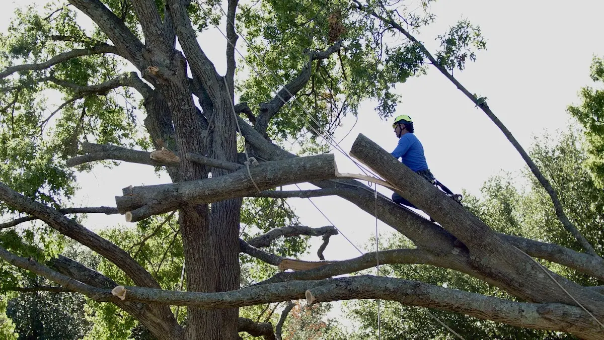 Professional Crown Thinning performed by certified arborists in Duncanville