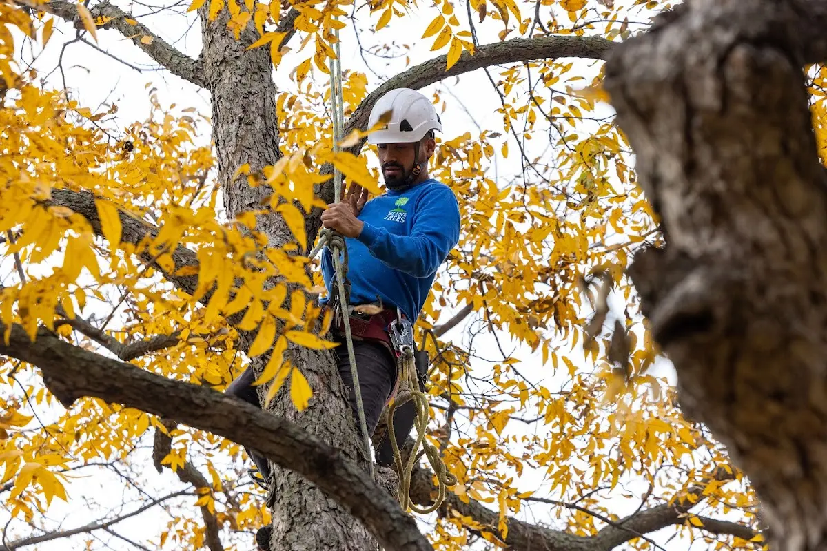 Skilled Tree Planting crew working in Duncanville