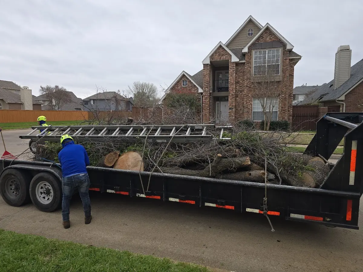Expert Deadwooding with proper safety equipment in Duncanville